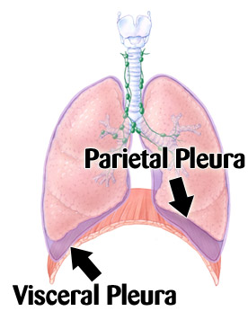 Lung Pleaural